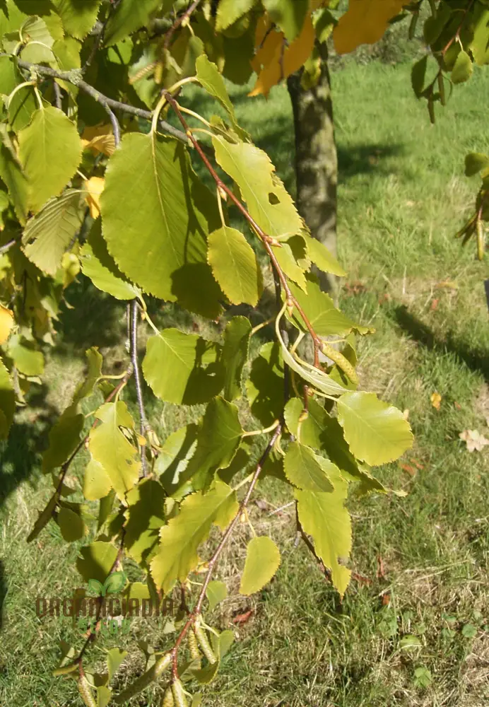 Betula Lenta Seeds For Planting, Grow Your Own Sweet Birch Trees - Image 3
