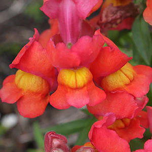 Bi-Color Orange & Yellow Snapdragon Flower Seeds – Vivid Two-Tone Blooms - Image 2