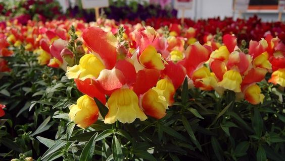 Bi-Color Orange & Yellow Snapdragon Flower Seeds – Vivid Two-Tone Blooms - Image 3