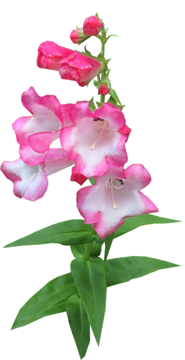 Bi-Color Pink & White Snapdragon Flower Seeds – Stunning Two-Tone Blooms