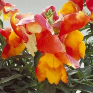 Bi-Color Red & Yellow Snapdragon Flower Seeds – Vibrant & Unique Blooms - Image 3