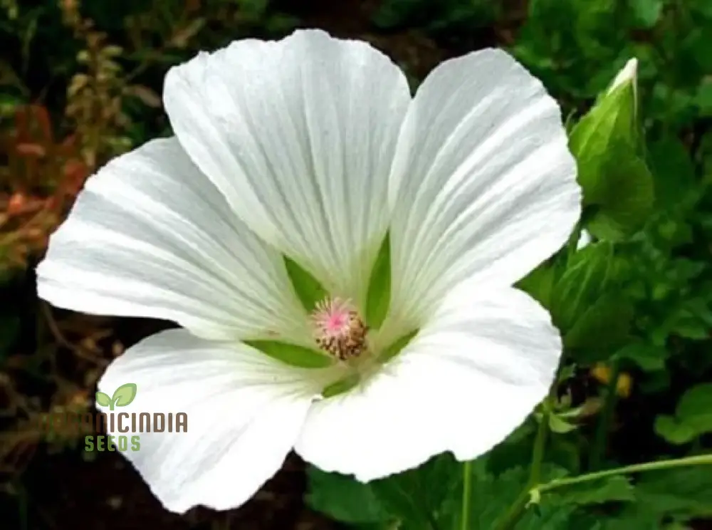 Bianco Malope Mallow Trifida Flower Seeds for Planting 100 pcs