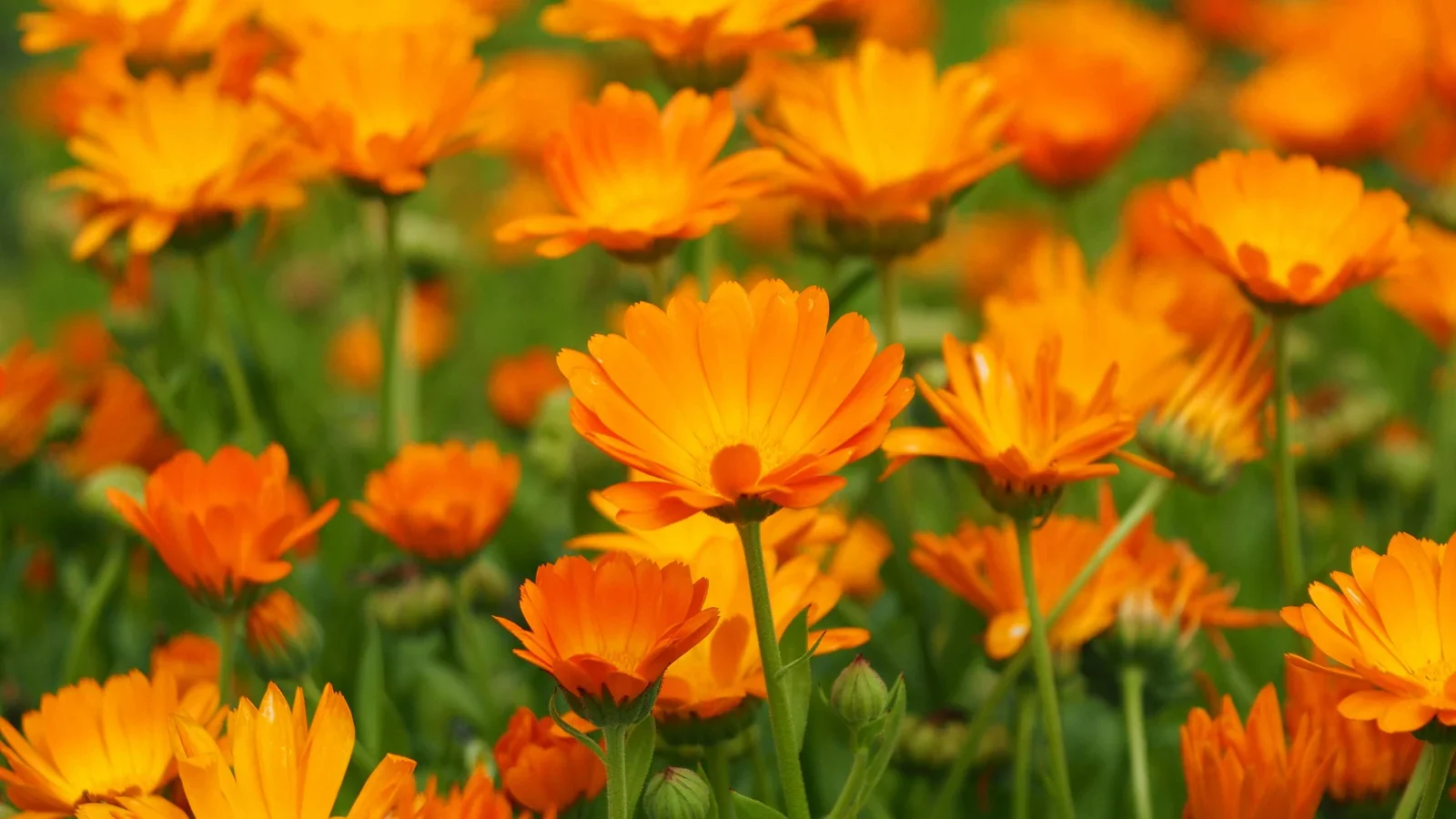 Bicolor Orange & Yellow Calendula Flower Seeds ,Stunning Blooms, Non-GMO
