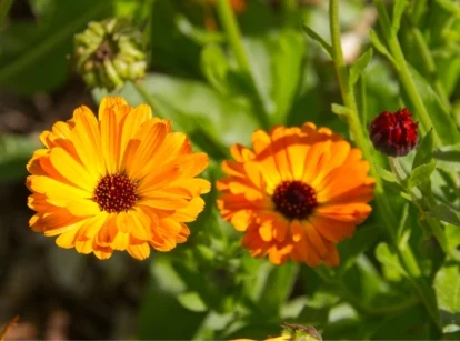 Bicolor Orange & Yellow Calendula Flower Seeds ,Stunning Blooms, Non-GMO - Image 2