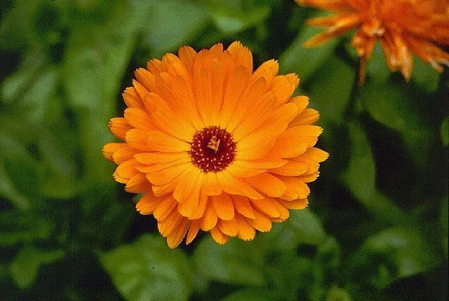 Bicolor Orange & Yellow Calendula Flower Seeds ,Stunning Blooms, Non-GMO - Image 3