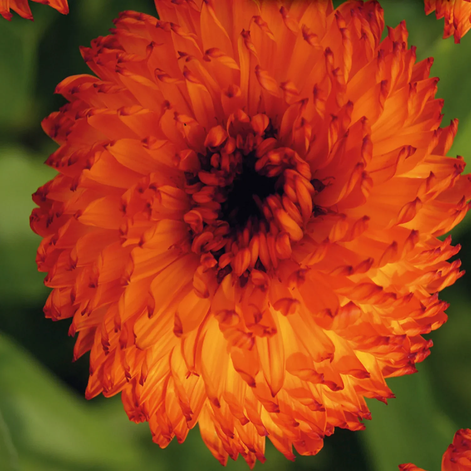 Bicolor Red & Yellow Calendula Flower Seeds,Vibrant Blooms, Non-GMO