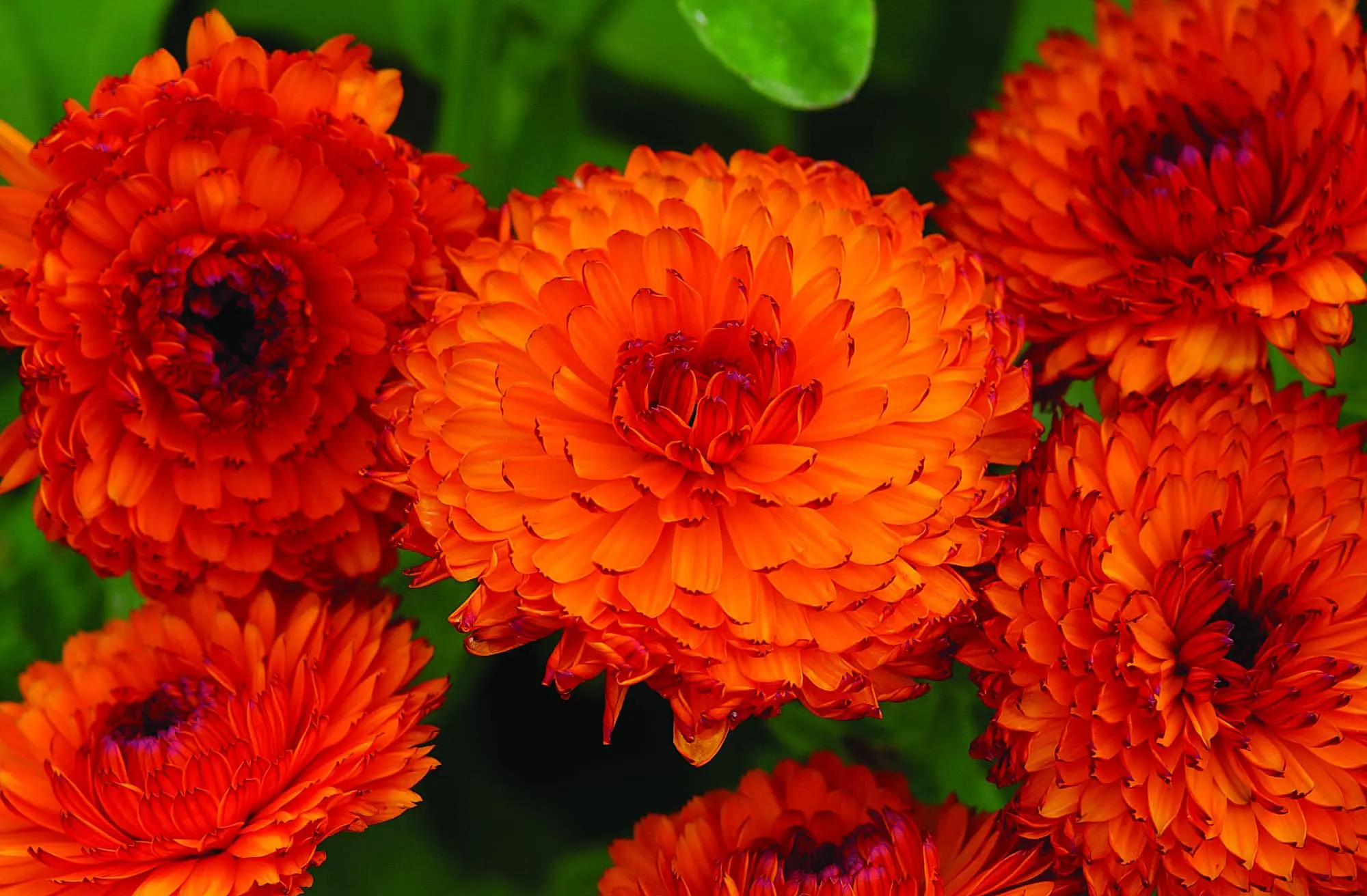 Bicolor Red & Yellow Calendula Flower Seeds,Vibrant Blooms, Non-GMO - Image 2