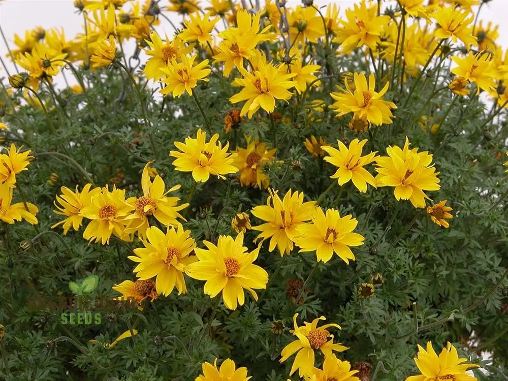 Bidens Ferulifolia Gold Nuggets Seeds For Planting, Brighten Your Garden with Golden Blooms