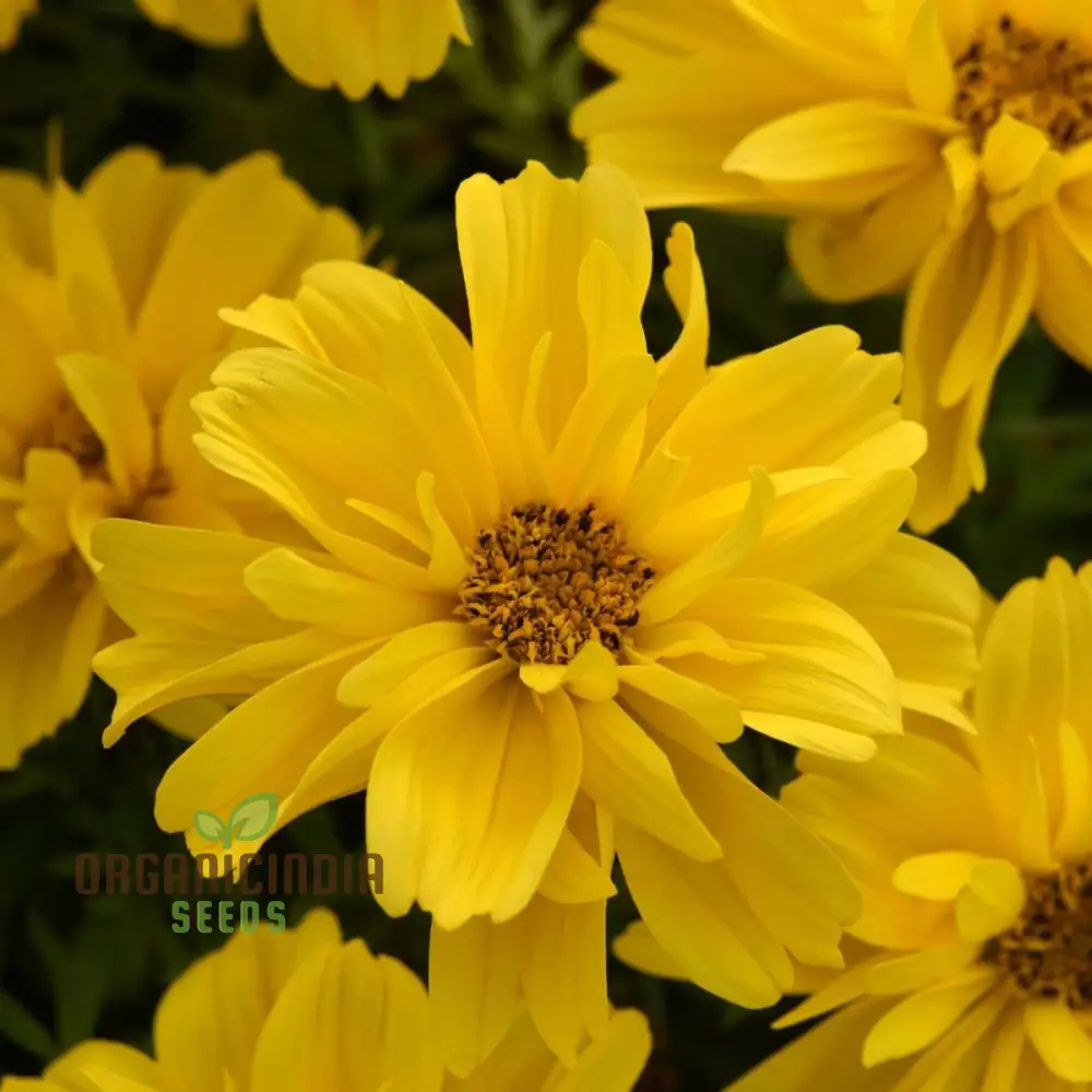 Bidens Ferulifolia Gold Nuggets Seeds For Planting, Brighten Your Garden with Golden Blooms - Image 3