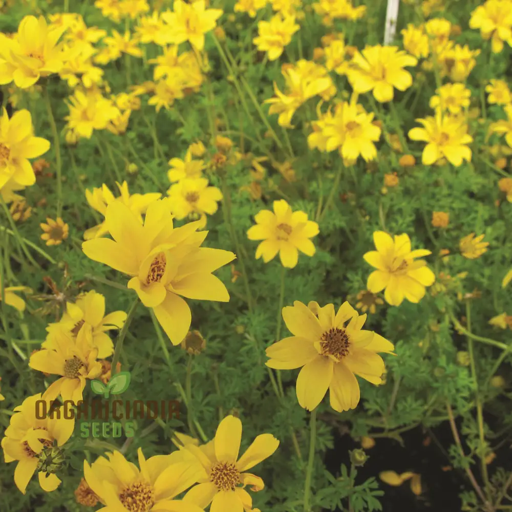 Bidens Ferulifolia Gold Nuggets Seeds For Planting, Brighten Your Garden with Golden Blooms - Image 4