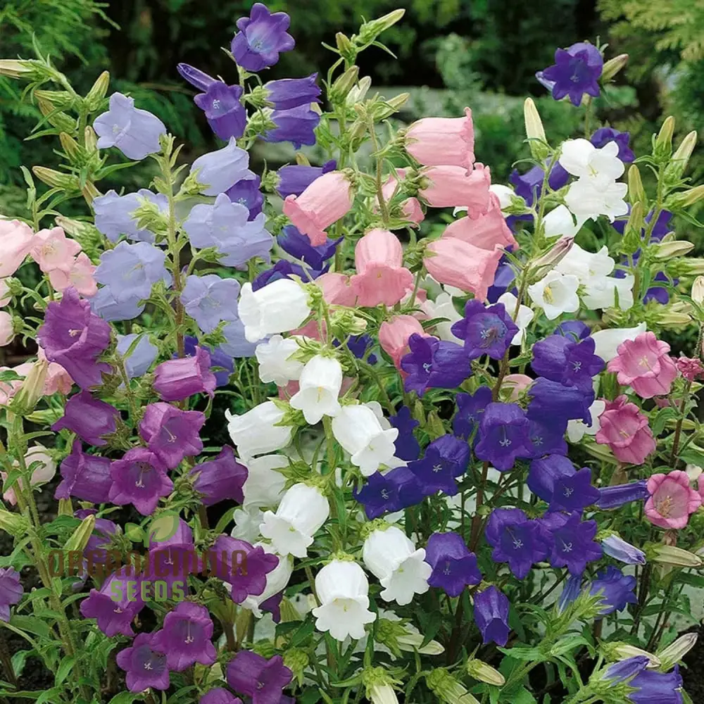 Biennial Campanula Canterbury Bells Flower Seeds for Exquisite Gardening Delights: Grow Your Own Tranquil Oasis with these Exquisite Seeds