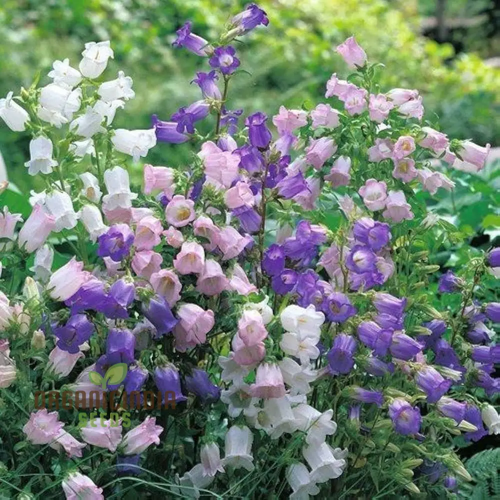 Biennial Campanula Canterbury Bells Flower Seeds for Exquisite Gardening Delights: Grow Your Own Tranquil Oasis with these Exquisite Seeds - Image 3