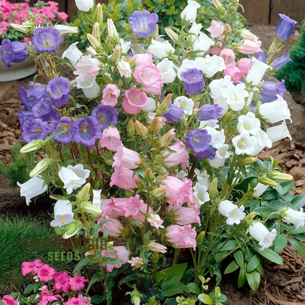 Biennial Campanula Canterbury Bells Flower Seeds for Exquisite Gardening Delights: Grow Your Own Tranquil Oasis with these Exquisite Seeds - Image 4
