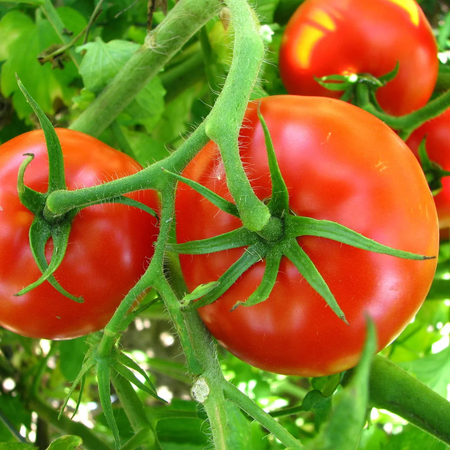 Big Boy Tomato Seeds – High-Yield, Juicy & Flavorful Tomatoes - Image 2