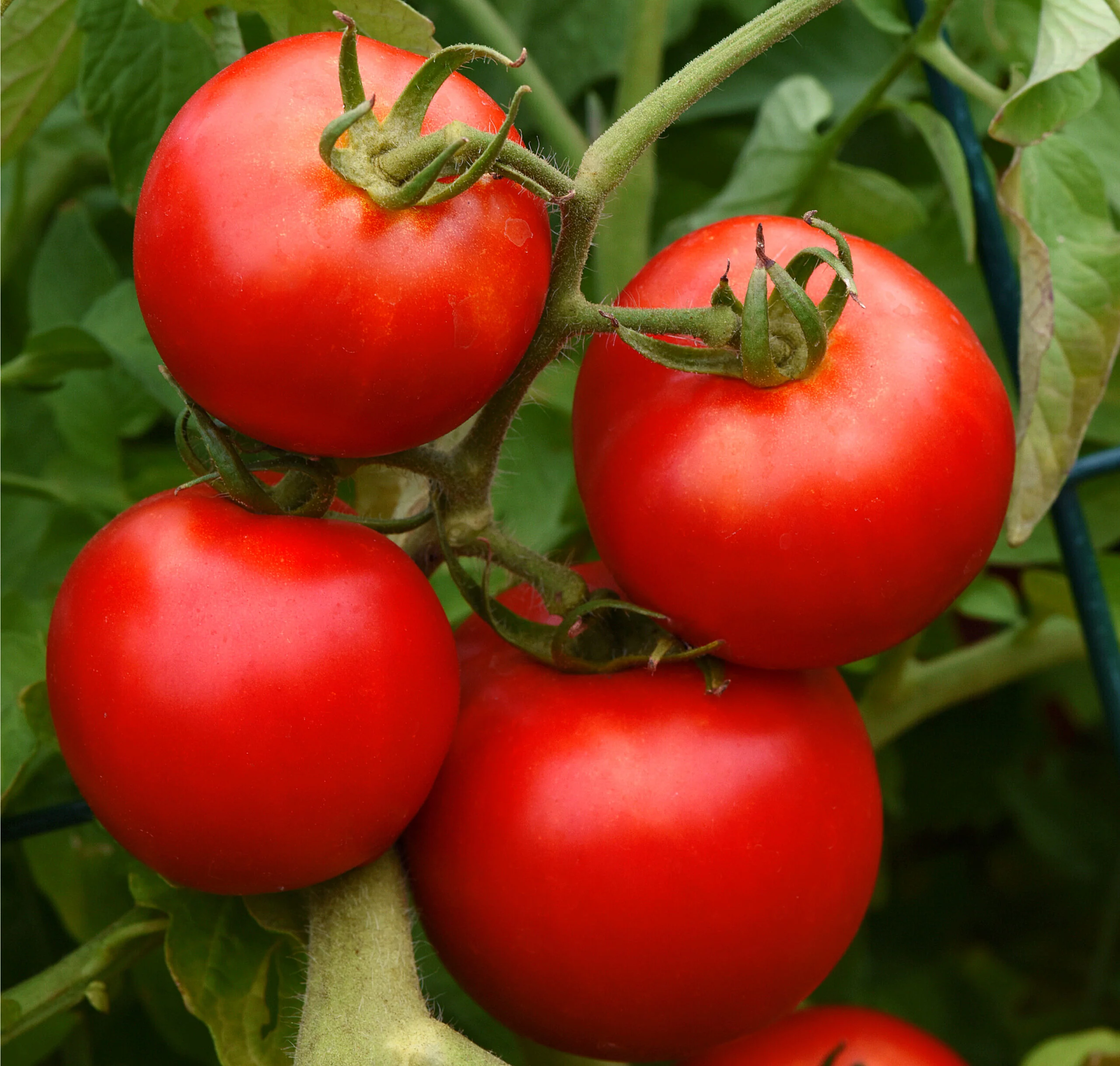 Big Boy Tomato Seeds – High-Yield, Juicy & Flavorful Tomatoes - Image 3
