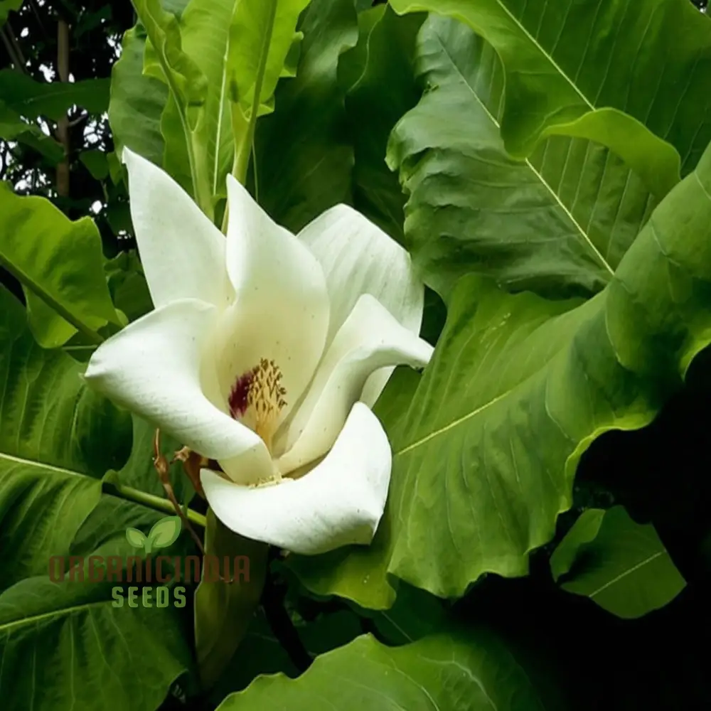 Big Leaf Magnolia (Magnolia macrophylla) Flower Seeds, Tips for Thriving Blooms and Lush Foliage