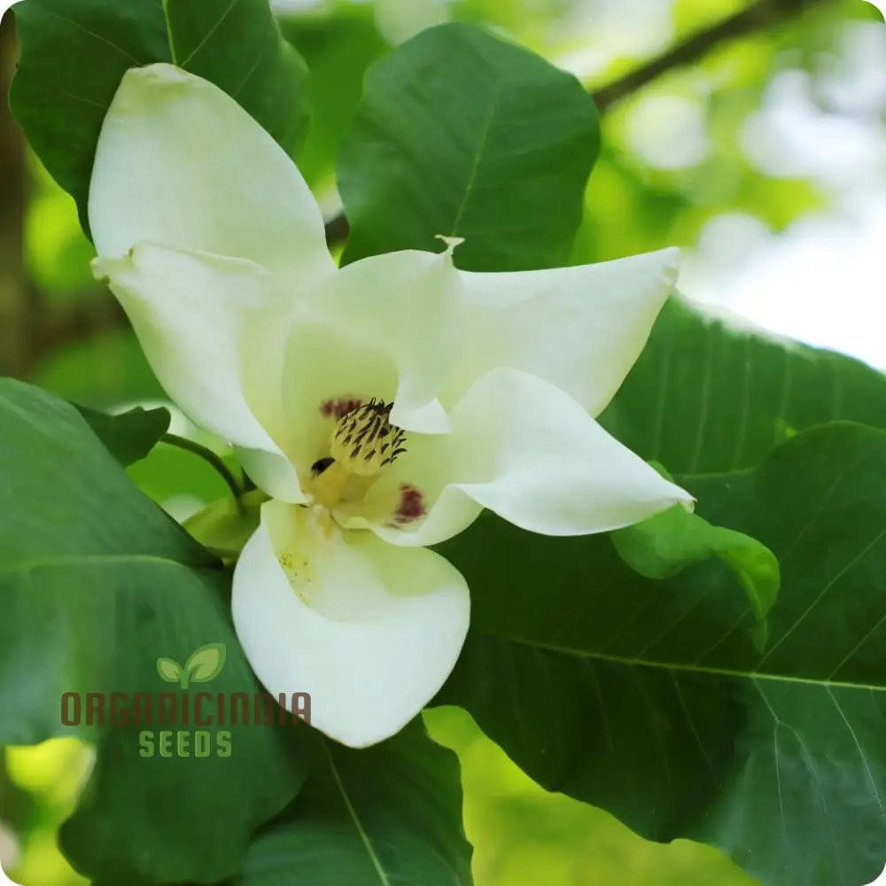 Big Leaf Magnolia (Magnolia macrophylla) Flower Seeds, Tips for Thriving Blooms and Lush Foliage - Image 3