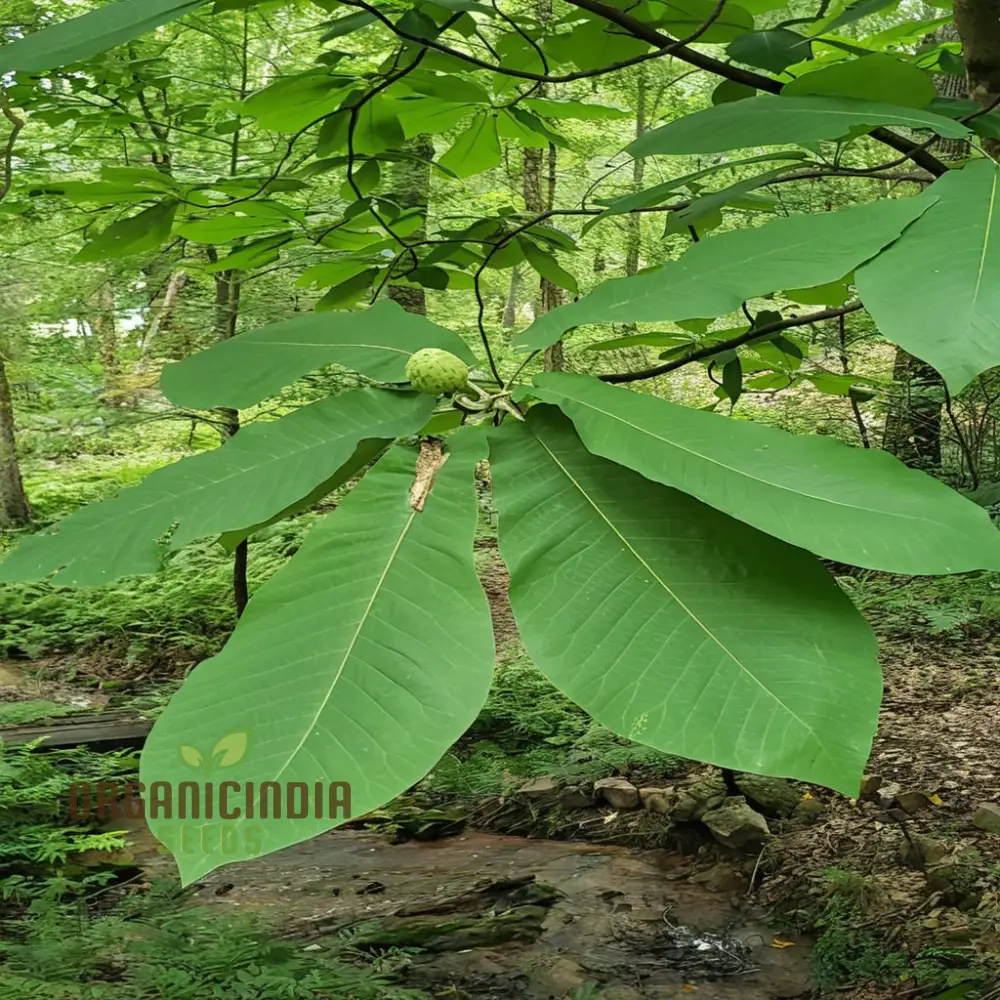 Big Leaf Magnolia (Magnolia macrophylla) Flower Seeds, Tips for Thriving Blooms and Lush Foliage - Image 4