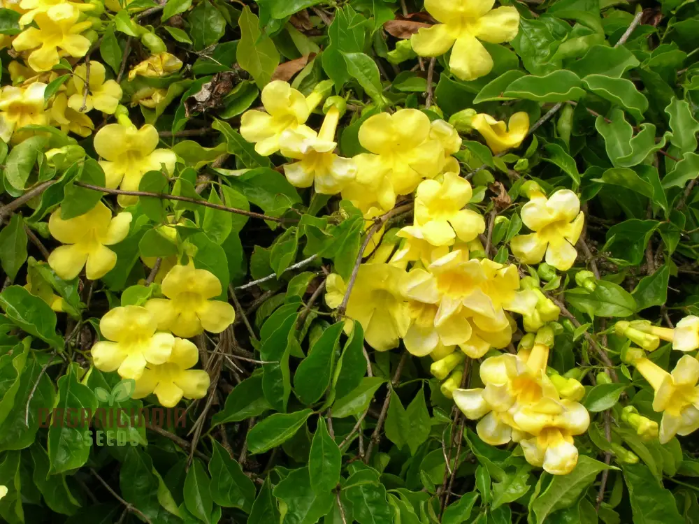 Bignonia Unguis-Cati Seeds For Planting Grow Your Own Cat's Claw Creeper Vine