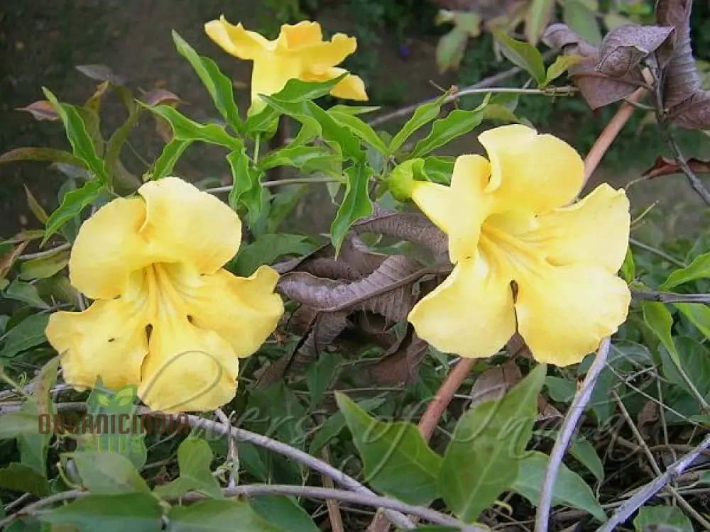 Bignonia Unguis-Cati Seeds For Planting Grow Your Own Cat's Claw Creeper Vine - Image 2