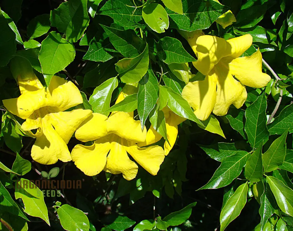 Bignonia Unguis-Cati Seeds For Planting Grow Your Own Cat's Claw Creeper Vine - Image 3