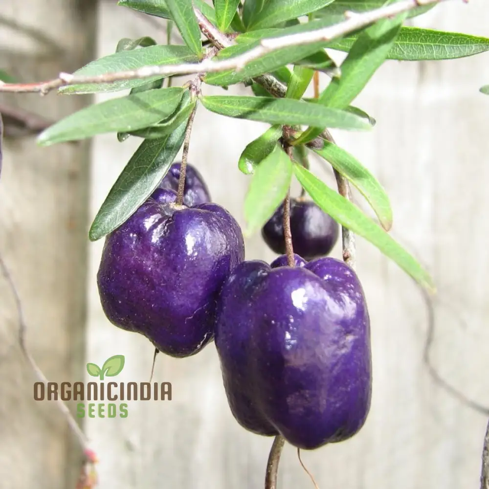 Billardiera Longiflora Seeds For Planting, Exotic Blooms for Your Garden