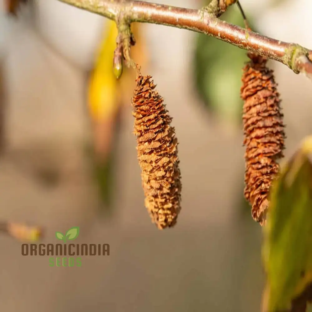 Birch Tree Plants seeds Hardy, Fast-Growing, Perfect for Landscaping and Shade