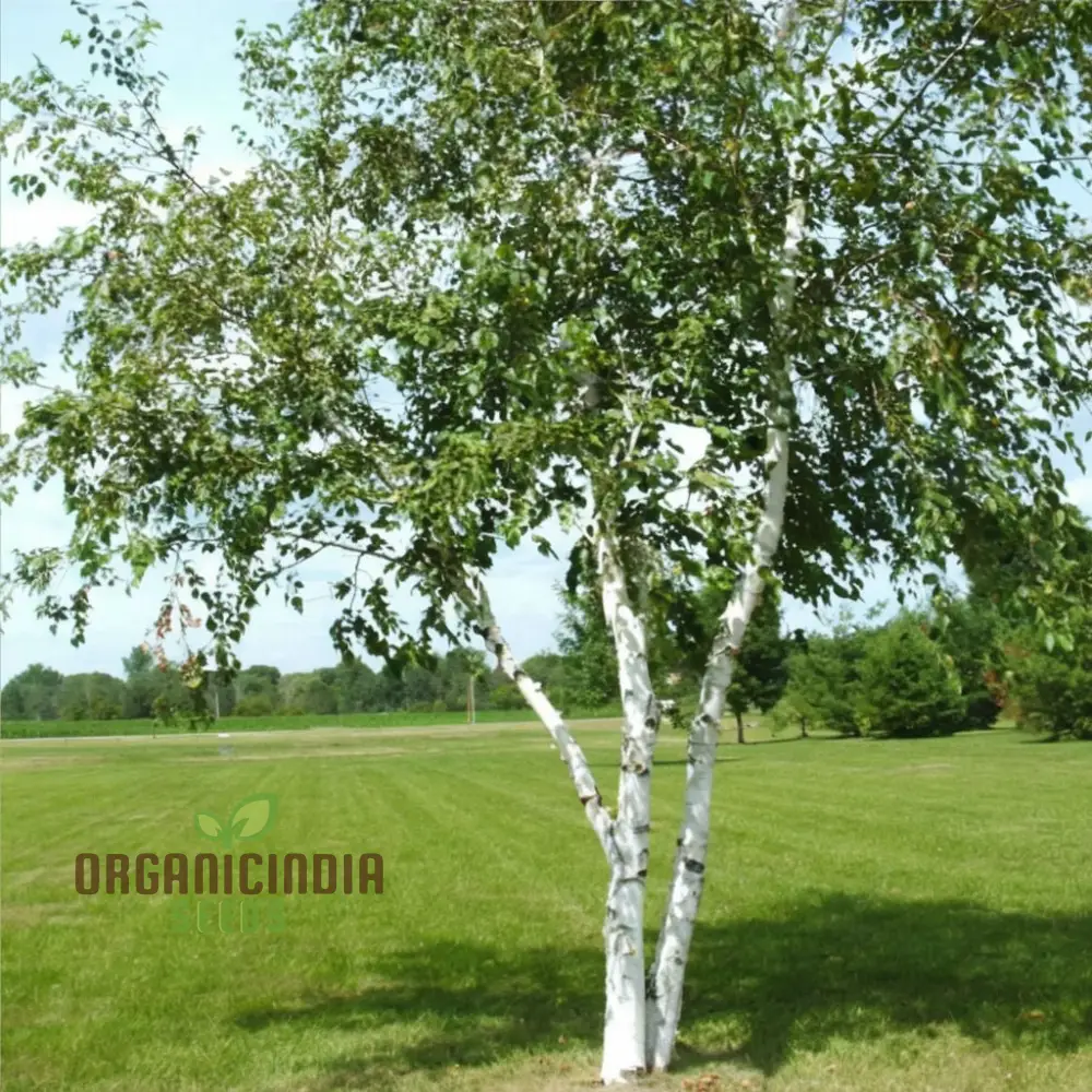 Birch Tree Plants seeds Hardy, Fast-Growing, Perfect for Landscaping and Shade - Image 2