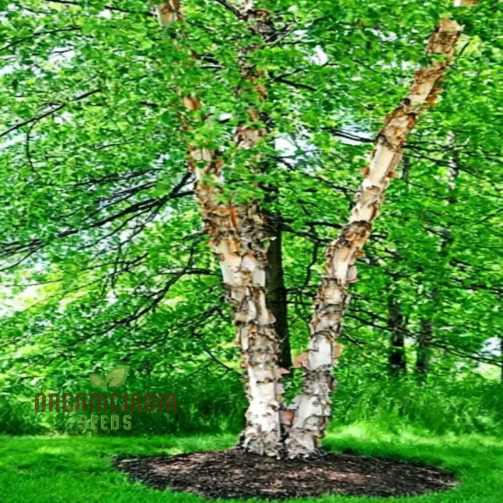 Birch Tree Plants seeds Hardy, Fast-Growing, Perfect for Landscaping and Shade - Image 3
