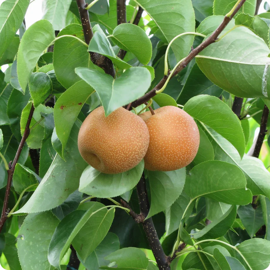 Birchleaf Pear (Pyrus betulifolia) – Seeds