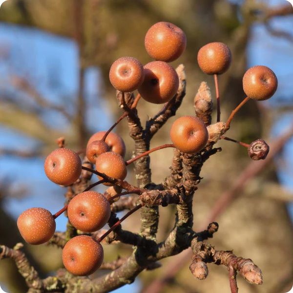 Birchleaf Pear (Pyrus betulifolia) – Seeds - Image 3