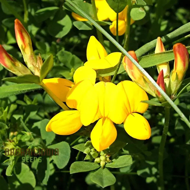 Bird's Foot Trefoil Seeds for Planting, Vibrant Gardens and Pollinator Havens  Discover Hardy Perennial Wildflowers