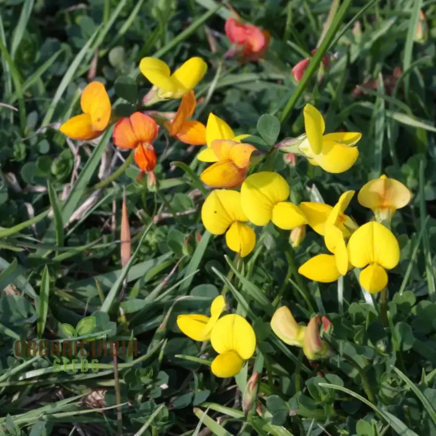 Bird's Foot Trefoil Seeds for Planting, Vibrant Gardens and Pollinator Havens  Discover Hardy Perennial Wildflowers - Image 2