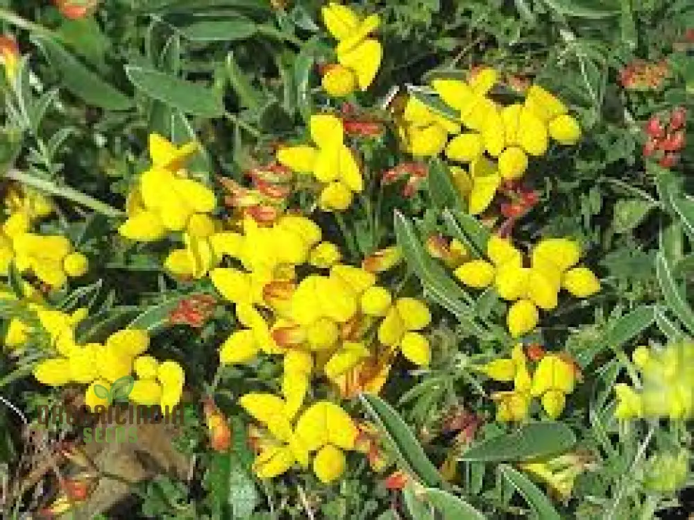 Bird's Foot Trefoil Seeds for Planting, Vibrant Gardens and Pollinator Havens  Discover Hardy Perennial Wildflowers - Image 3