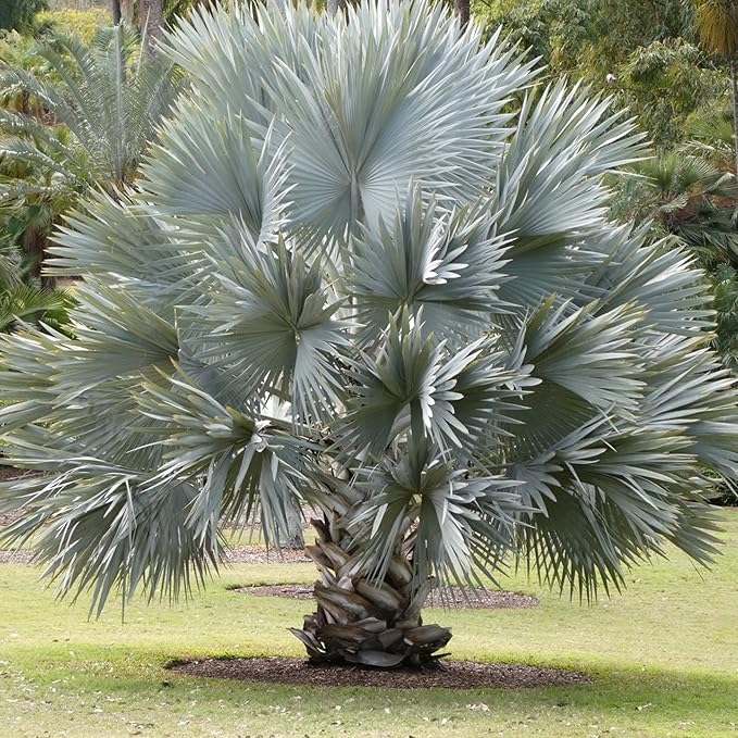 Bismarck Palm Seeds, Bismarckia Nobilis, Low Maintenance And Drought Tolerant, Tree Seeds - Image 5