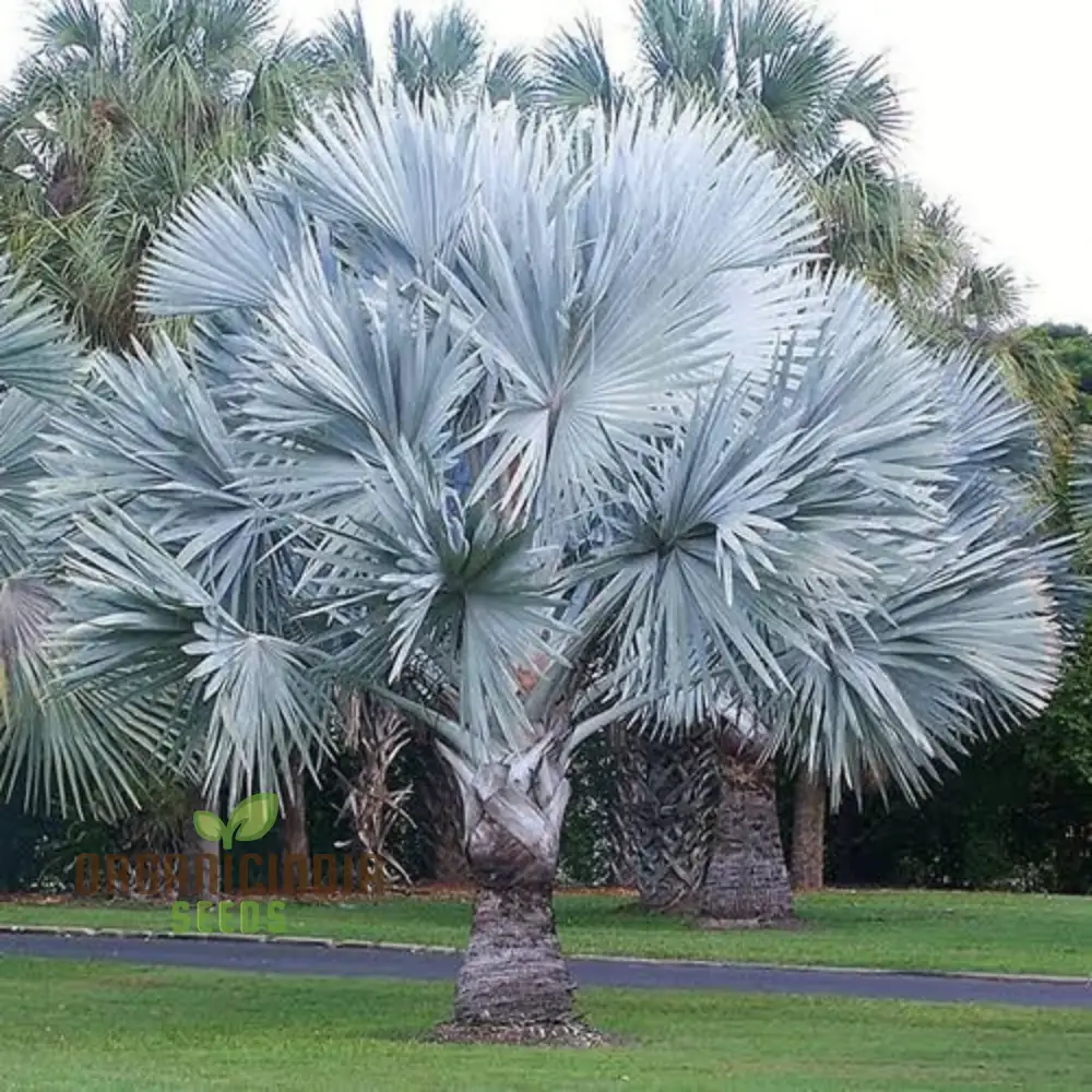 Bismarckia Nobilis Seeds For Planting, Grow Your Own Majestic Palms