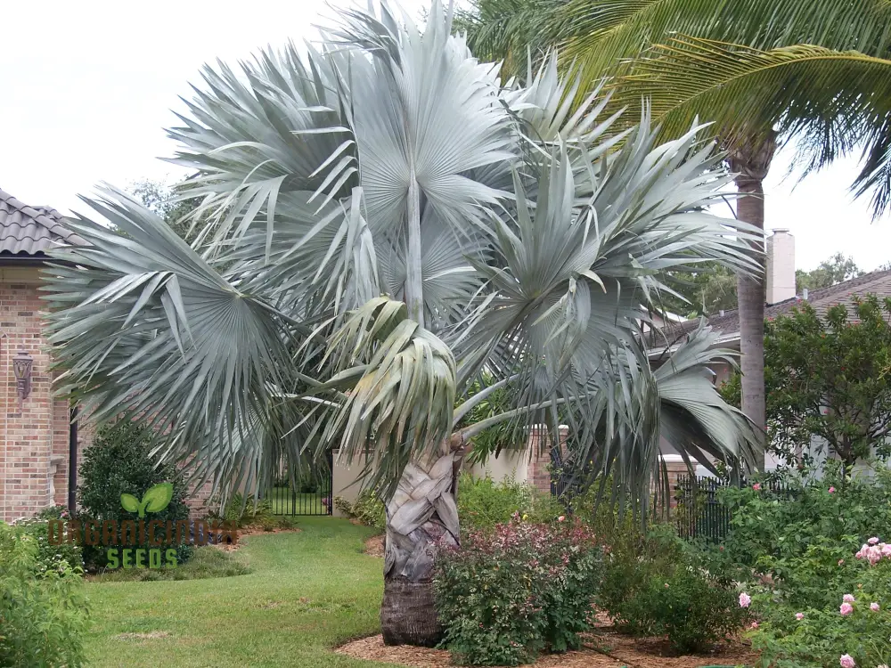 Bismarckia Nobilis Seeds For Planting, Grow Your Own Majestic Palms - Image 2