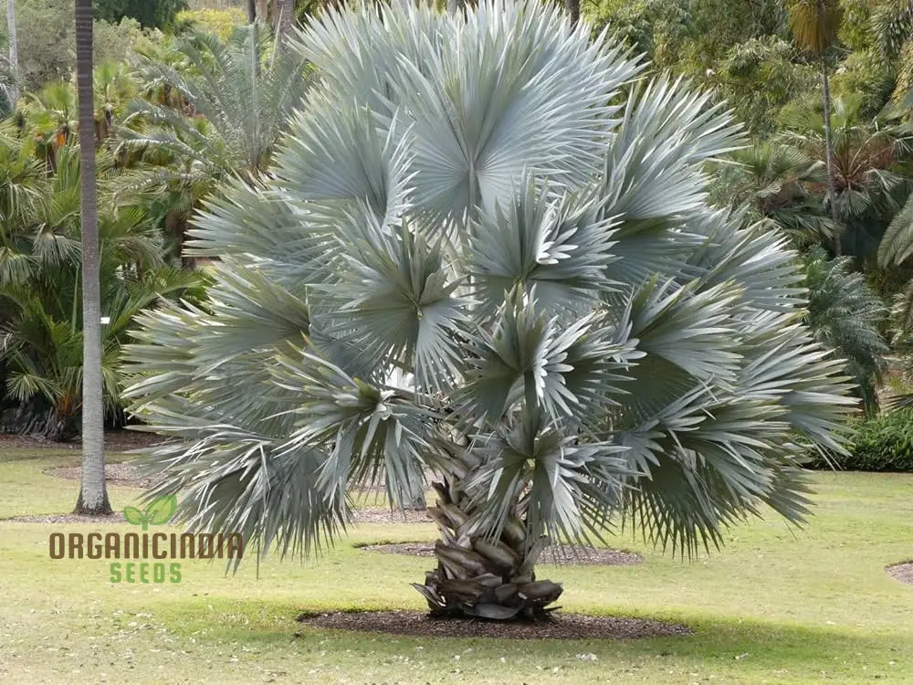 Bismarckia Nobilis Seeds For Planting, Grow Your Own Majestic Palms - Image 3