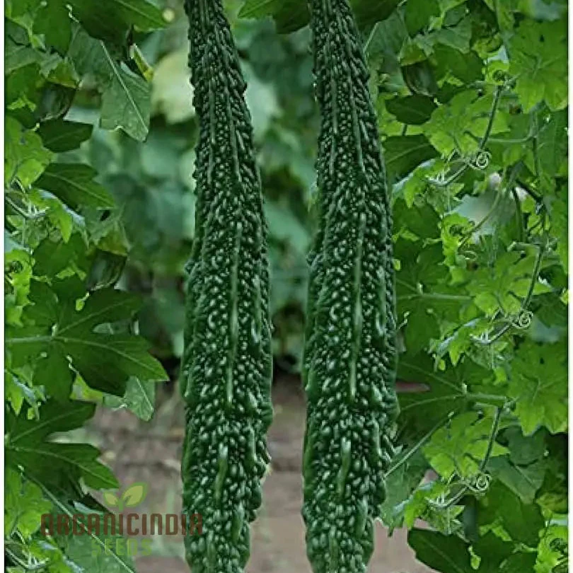 Bitter Gourd Extra Long Seeds for Planting, Premium Quality, Extra Lengthy Harvest