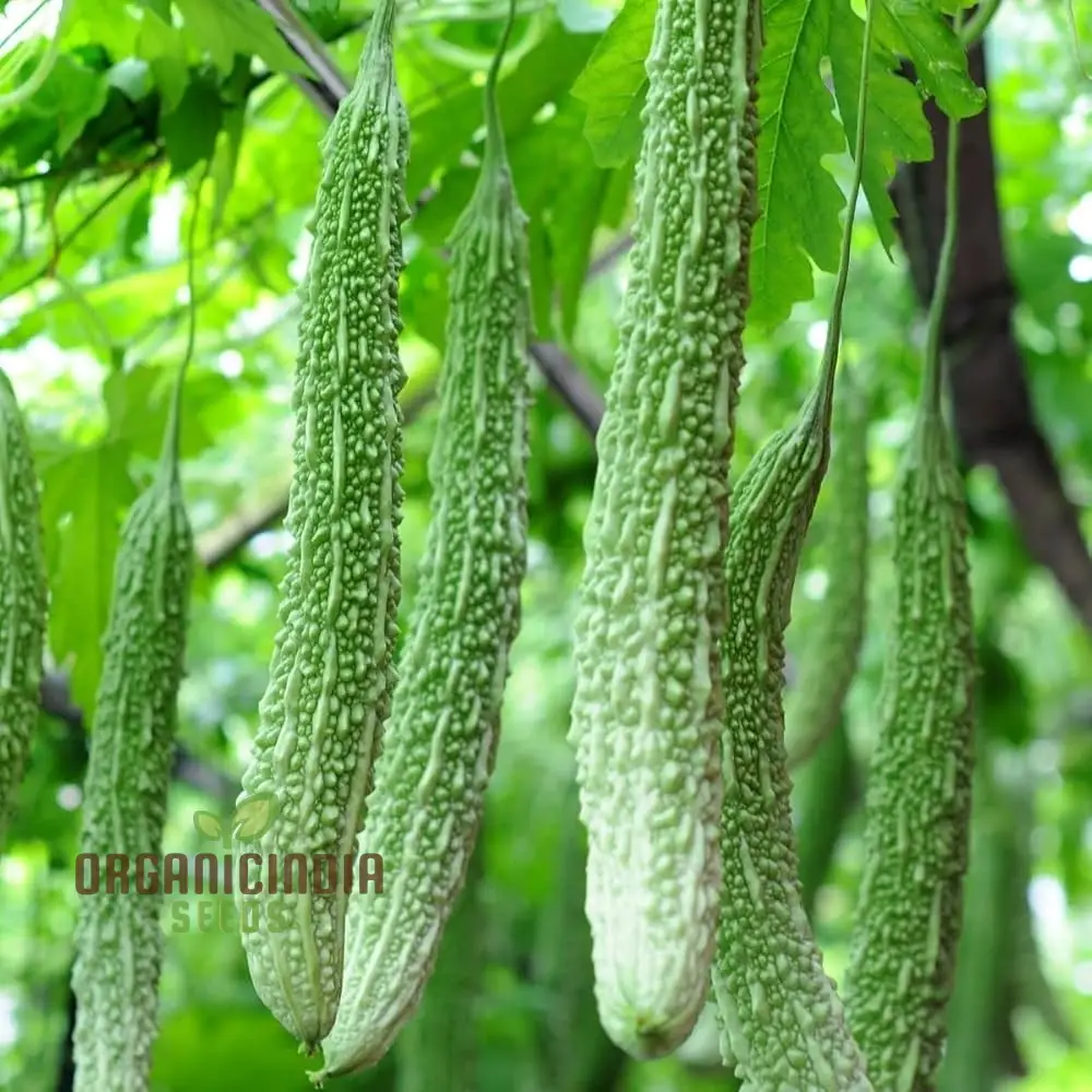 Bitter Gourd Extra Long Seeds for Planting, Premium Quality, Extra Lengthy Harvest - Image 3