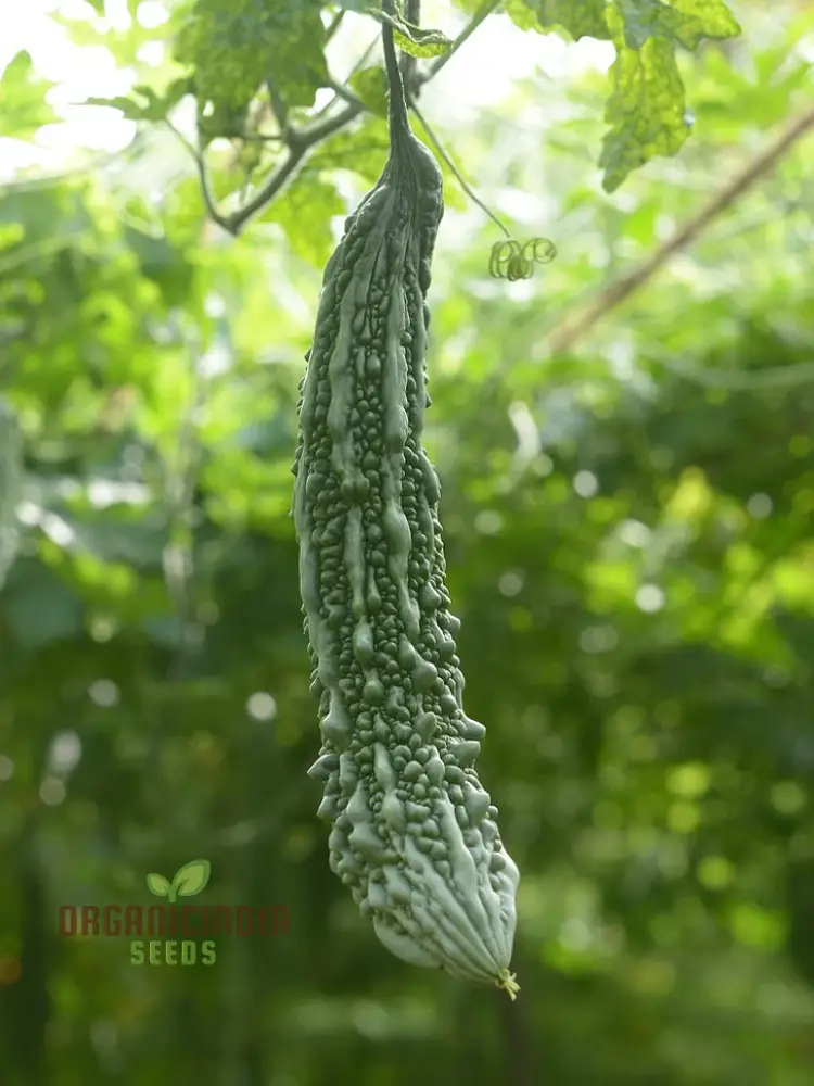 Bitter Gourd Extra Long Seeds for Planting, Premium Quality, Extra Lengthy Harvest - Image 4