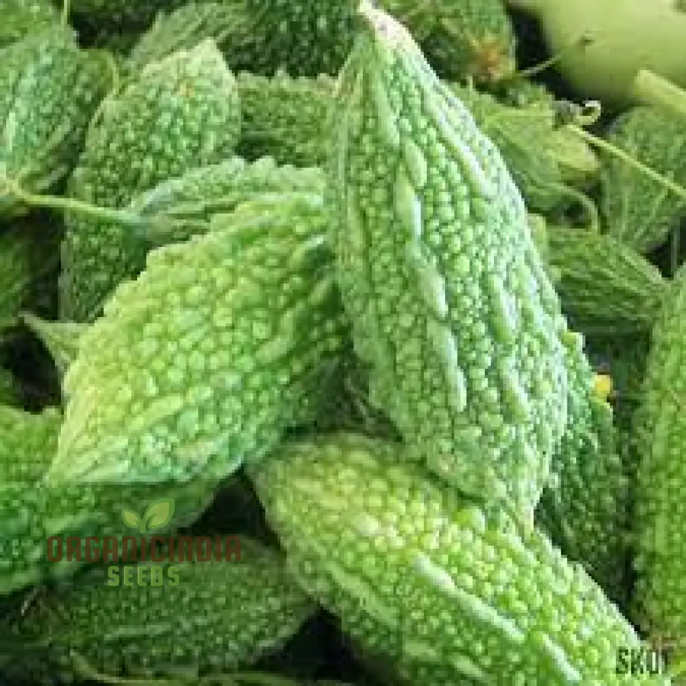 Bitter Gourd Seeds for Planting and Gardening - Organic Seeds Online
