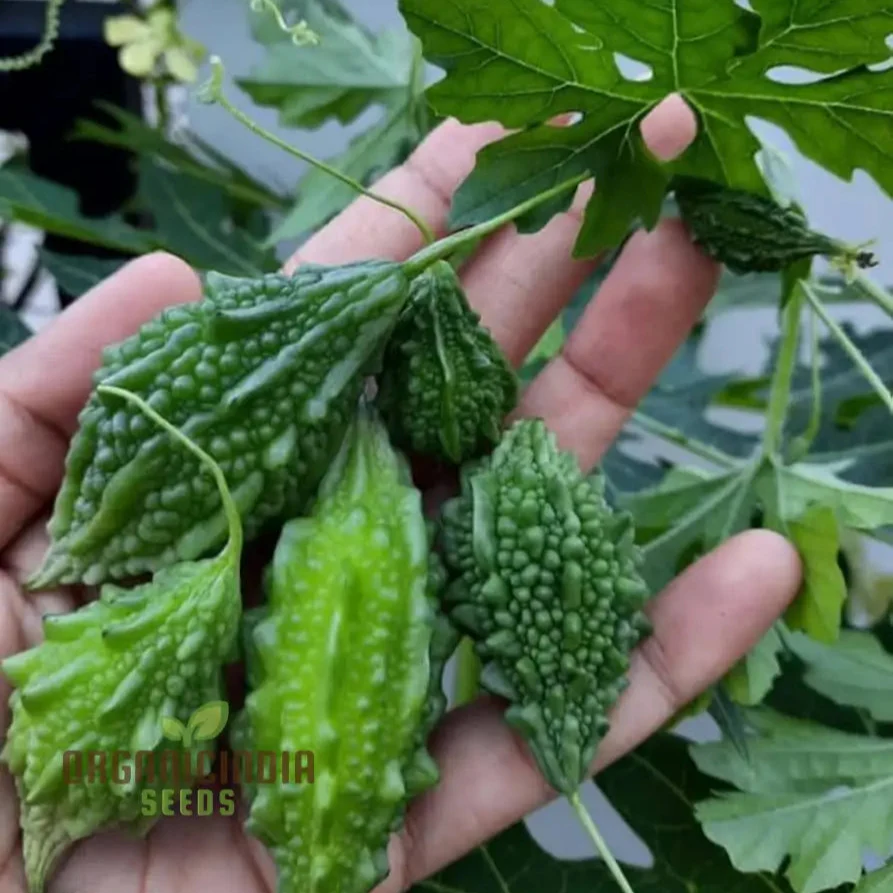 Bitter Gourd Seeds for Planting and Gardening - Organic Seeds Online - Image 3