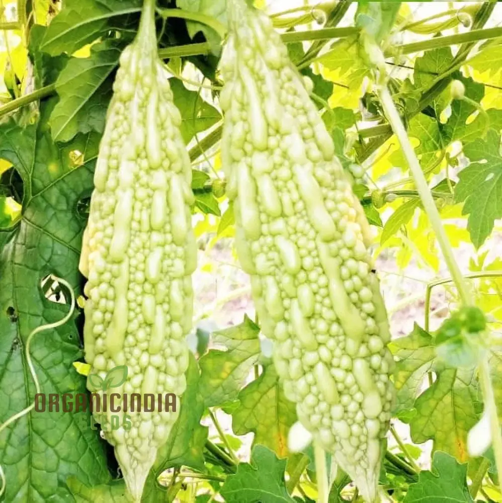 Bitter Melon - Canton Green F1 Seeds for Gardening Enthusiasts | Premium Quality Organic Seeds