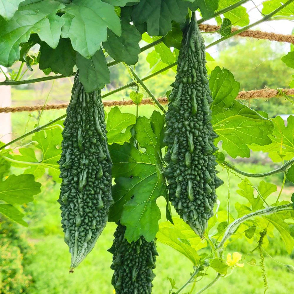 Bitter Melon - Dark Jade F1 Seeds for Planting, Gardening Enthusiasts