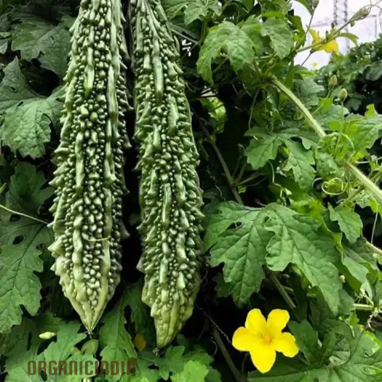 Bitter Melon - Indian Magara F1 Seeds for Gardening | Premium Quality Seeds