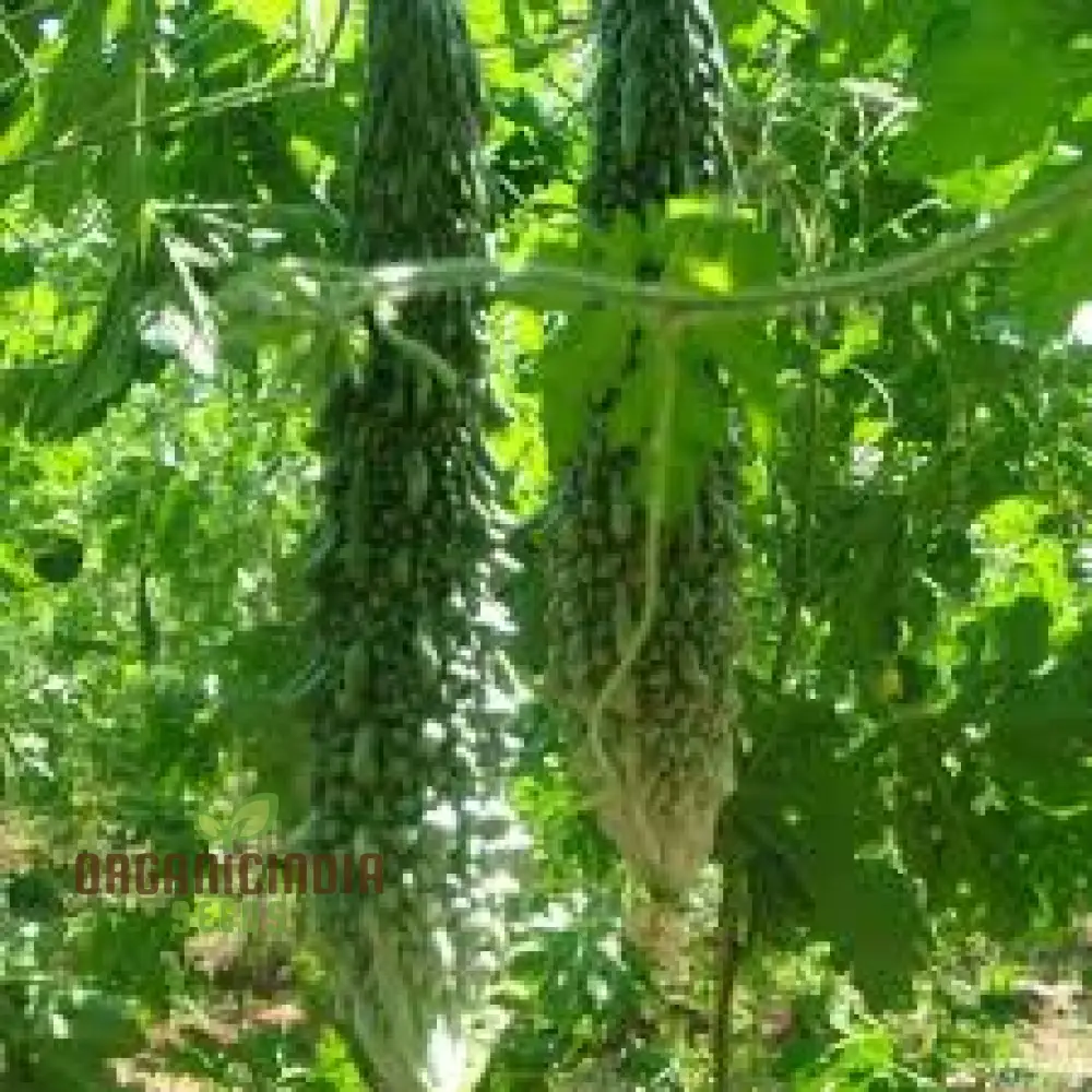 Bitter Melon - Indian Magara F1 Seeds for Gardening | Premium Quality Seeds - Image 3