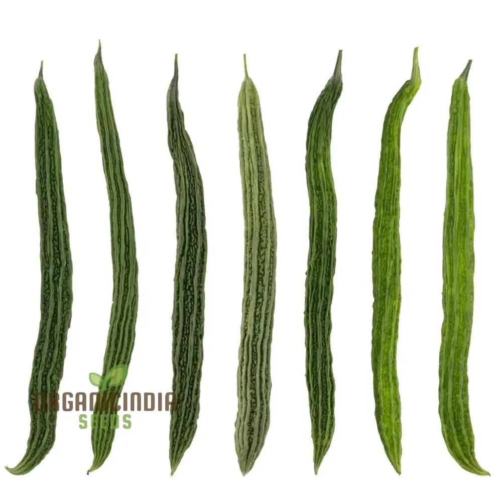 Bitter Melon Japanese Long Seeds - Premium Quality for Gardening Enthusiasts - Image 3