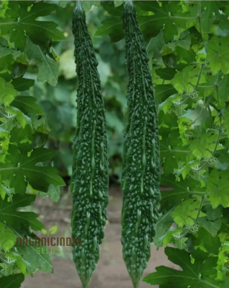 Bitter Melon Japanese Long Seeds - Premium Quality for Gardening Enthusiasts - Image 4