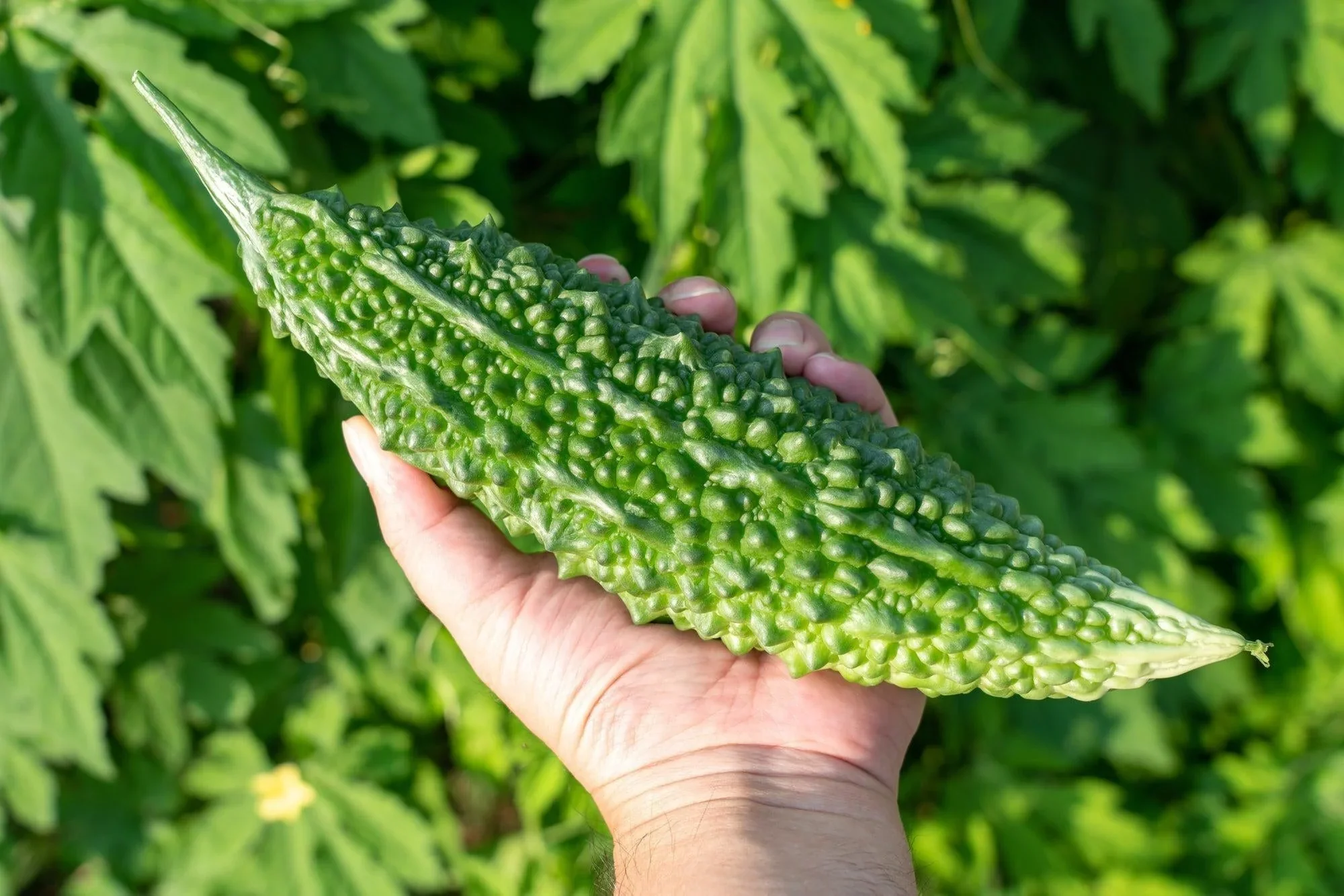 Bitter Melon Japanese Long Seeds - Premium Quality for Gardening Enthusiasts - Image 5